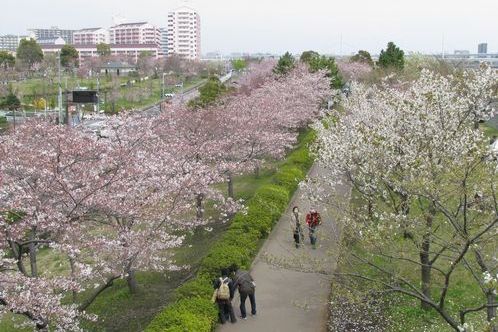 小松川千本桜