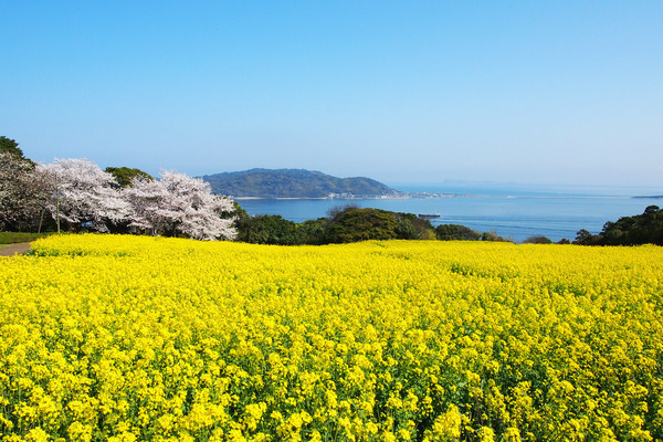 春の菜の花と桜