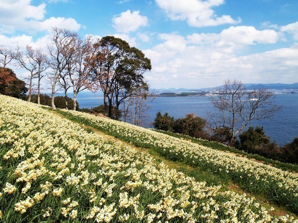 1～2月　日本水仙