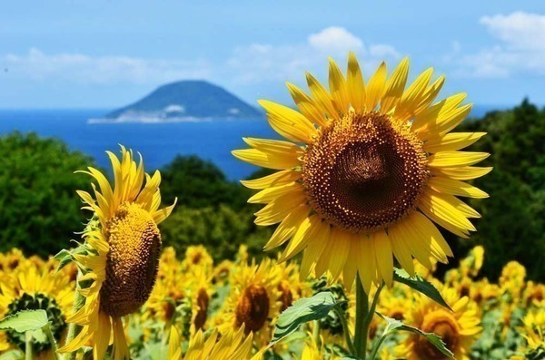 7～8月　ひまわり