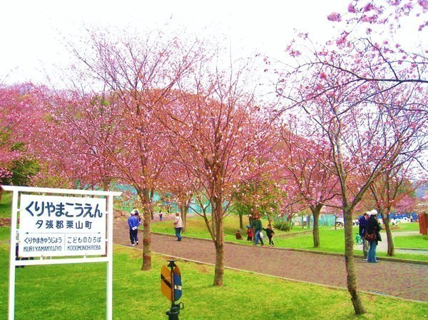 春の栗山公園
