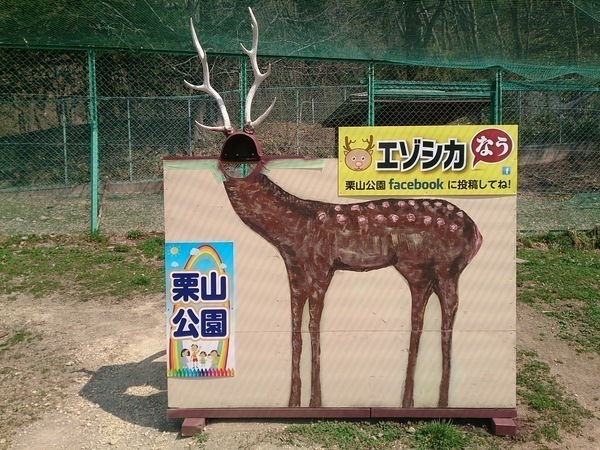 エゾシカなう