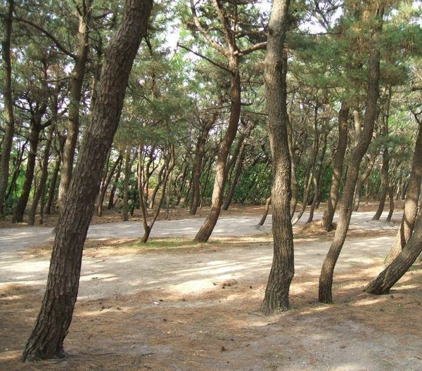 お台場公園キャンプ場
