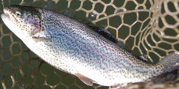 ニジマス釣り・つかみ取り