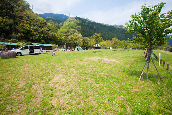 芝生