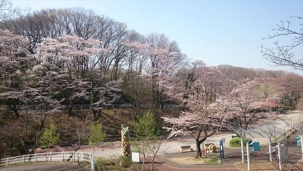 桜の時期の園内