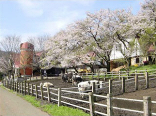 風景_桜