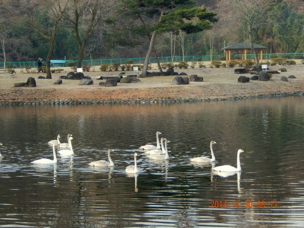 野外白鳥飛来大池