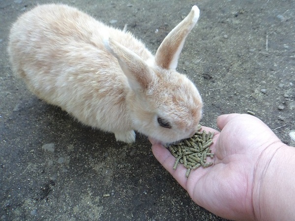 うさぎ