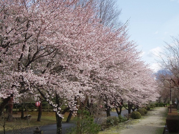 桜満開