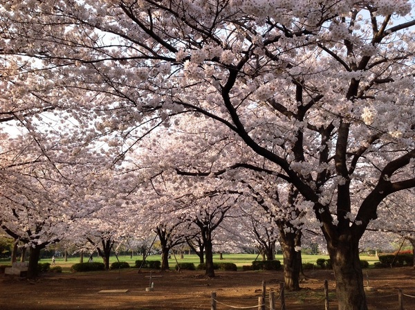 都立木場公園