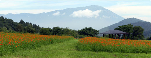 町場地区園地景色