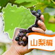 山梨県で秋の収穫・果物狩りが楽しめるバーベキュースポット4選！＜子供OK＞