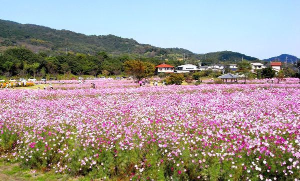 コスモス園