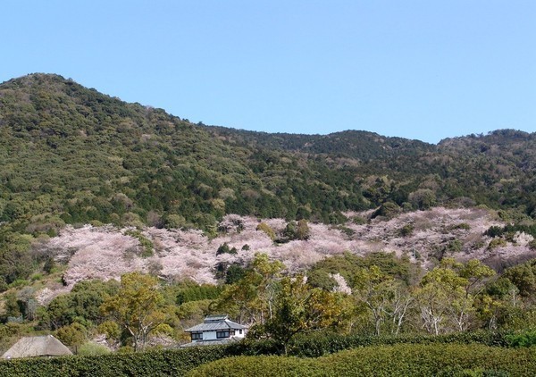 金立公園（遠望）
