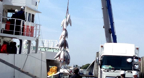 すぐ横は三崎港！マグロの水揚げは大迫力！