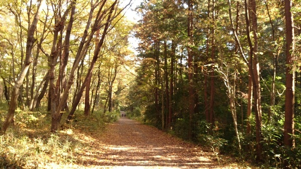 自然観察園付近の紅葉