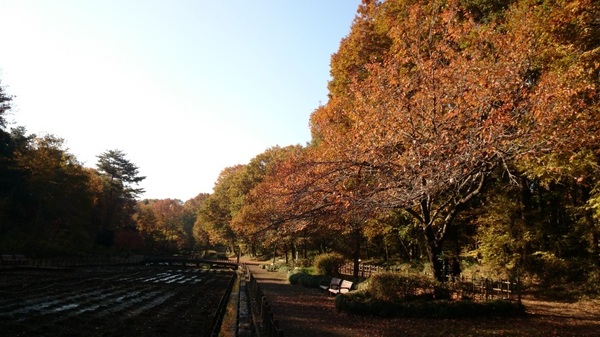 花菖蒲田付近の紅葉
