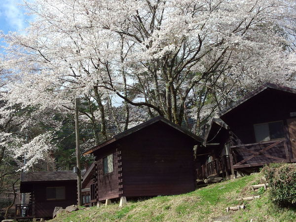 咲き誇る桜の下のバンガロー