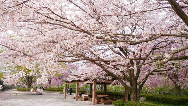 神流パークの桜