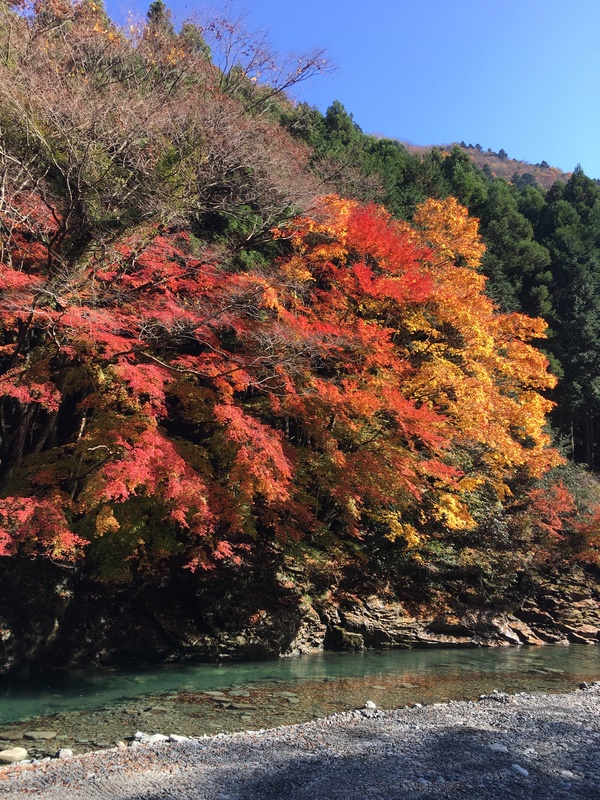 秋の紅葉は絶景です
