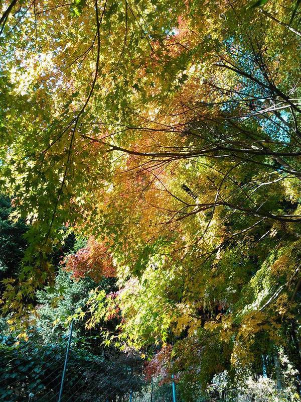 秋は紅葉がきれいですよ♪