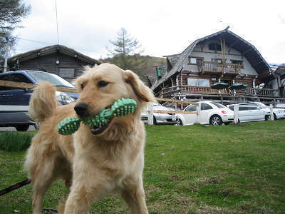 犬