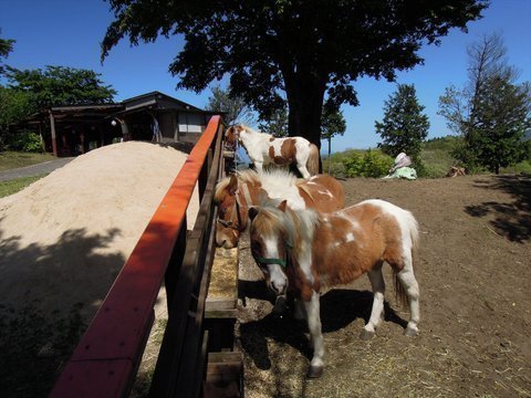 馬とのふれあい