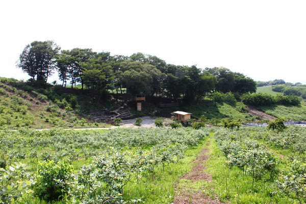 ブルーベリー農園