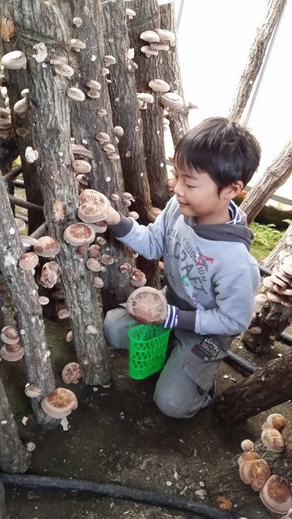 原木栽培のしいたけ