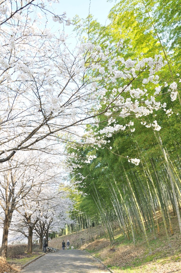 桜と竹
