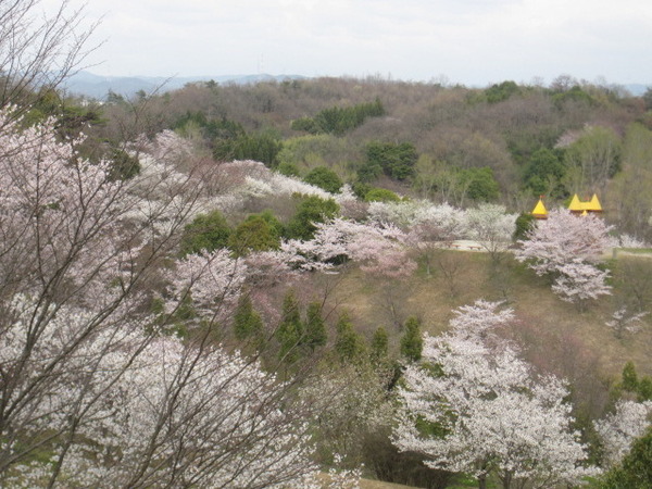 昭和の森サクラ