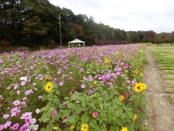 森林公園の中央に位置する植物園