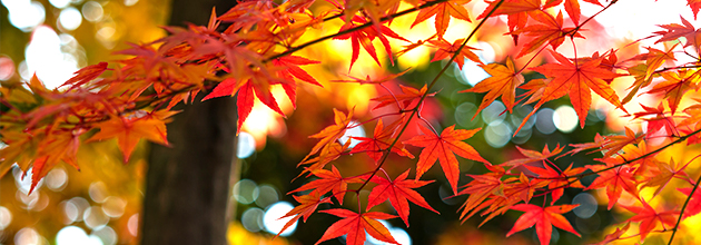 紅葉が楽しめるオススメのバーベキュー場をピックアップ！
