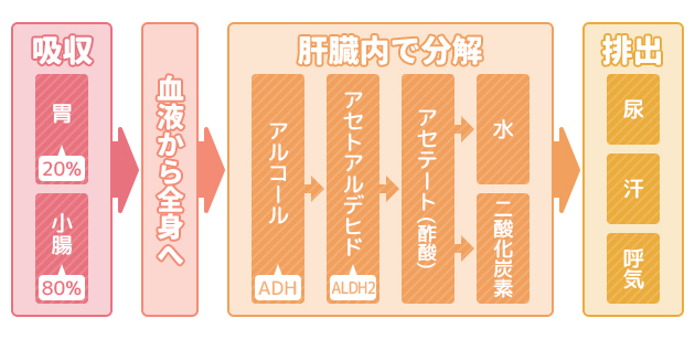 アルコール代謝の経路図